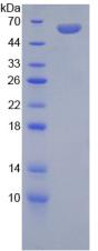 Figure 2. SDS-PAGE