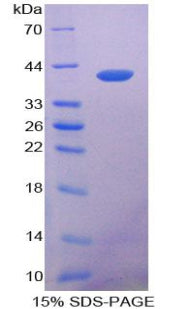 Figure 1. SDS-PAGE