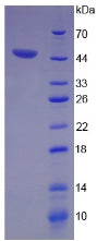 Figure 2. SDS-PAGE