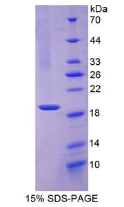 Figure 1. SDS-PAGE