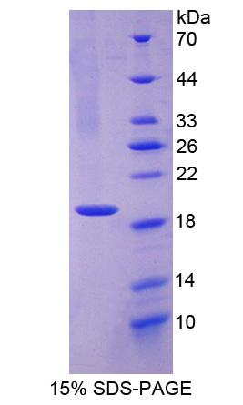 Figure 1. SDS-PAGE
