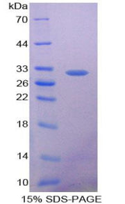 Figure 1. SDS-PAGE