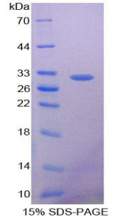 Figure 1. SDS-PAGE