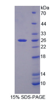 Figure 1. SDS-PAGE