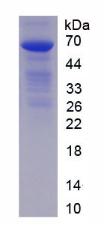 Figure 3. SDS-PAGE
