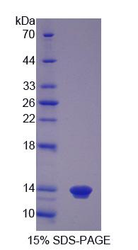 Figure 1. SDS-PAGE