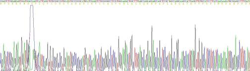 Recombinant Rat Relaxin (RLN)