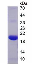 Figure 3. SDS-PAGE