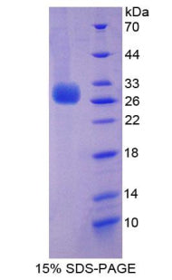 Figure 1. SDS-PAGE