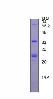 Figure 1. SDS-PAGE