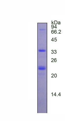 Figure 1. SDS-PAGE