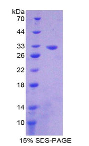 Figure 1. SDS-PAGE