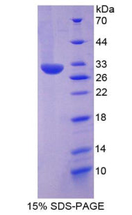 Figure 1. SDS-PAGE