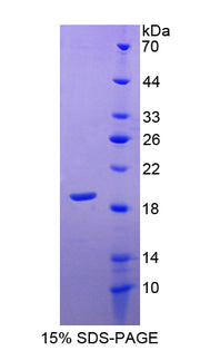 Figure 1. SDS-PAGE
