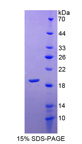 Figure 1. SDS-PAGE