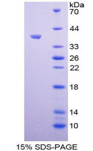 Figure 1. SDS-PAGE
