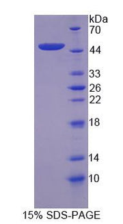 Figure 1. SDS-PAGE