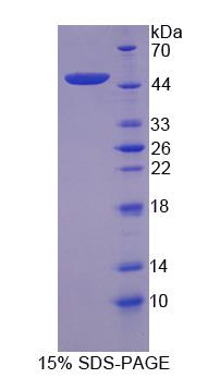 Figure 1. SDS-PAGE