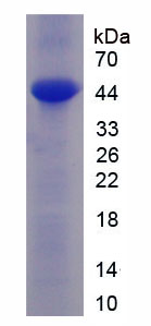Figure 1. SDS-PAGE