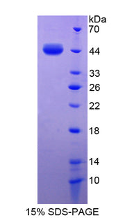 Figure 1. SDS-PAGE