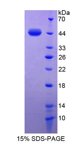 Figure 1. SDS-PAGE
