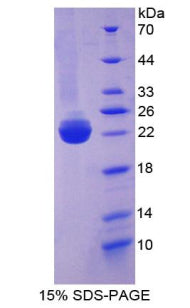 Figure 1. SDS-PAGE