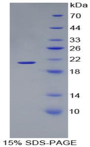 Figure 1. SDS-PAGE