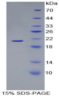 Figure 1. SDS-PAGE