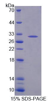 Figure 1. SDS-PAGE