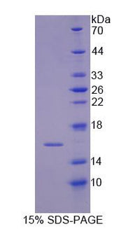 Figure 1. SDS-PAGE