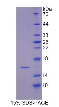 Figure 1. SDS-PAGE