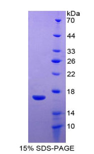 Figure 1. SDS-PAGE