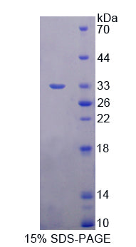 Figure 1. SDS-PAGE