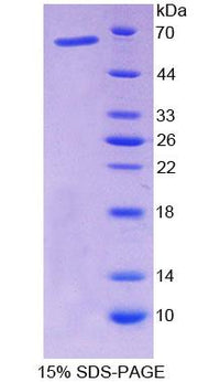 Figure 1. SDS-PAGE
