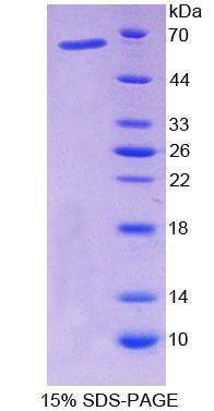 Figure 1. SDS-PAGE