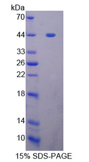 Figure 1. SDS-PAGE