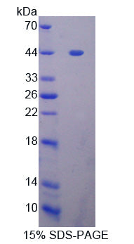 Figure 1. SDS-PAGE