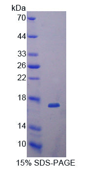 Figure 1. SDS-PAGE