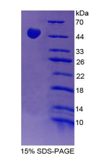 Figure 2. SDS-PAGE