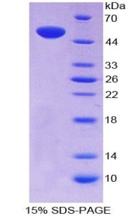 Figure 1. SDS-PAGE