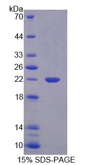 Figure 1. SDS-PAGE