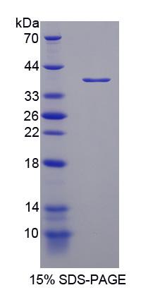 Figure 1. SDS-PAGE
