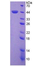 Figure 2. SDS-PAGE