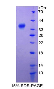 Figure 2. SDS-PAGE