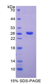 Figure 1. SDS-PAGE