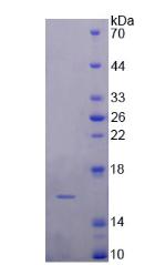 Figure 2. SDS-PAGE