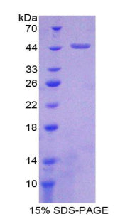Figure 1. SDS-PAGE