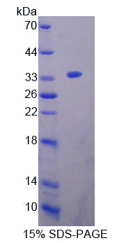 Figure 1. SDS-PAGE