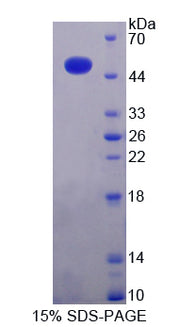 Figure 1. SDS-PAGE
