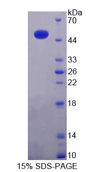 Figure 1. SDS-PAGE